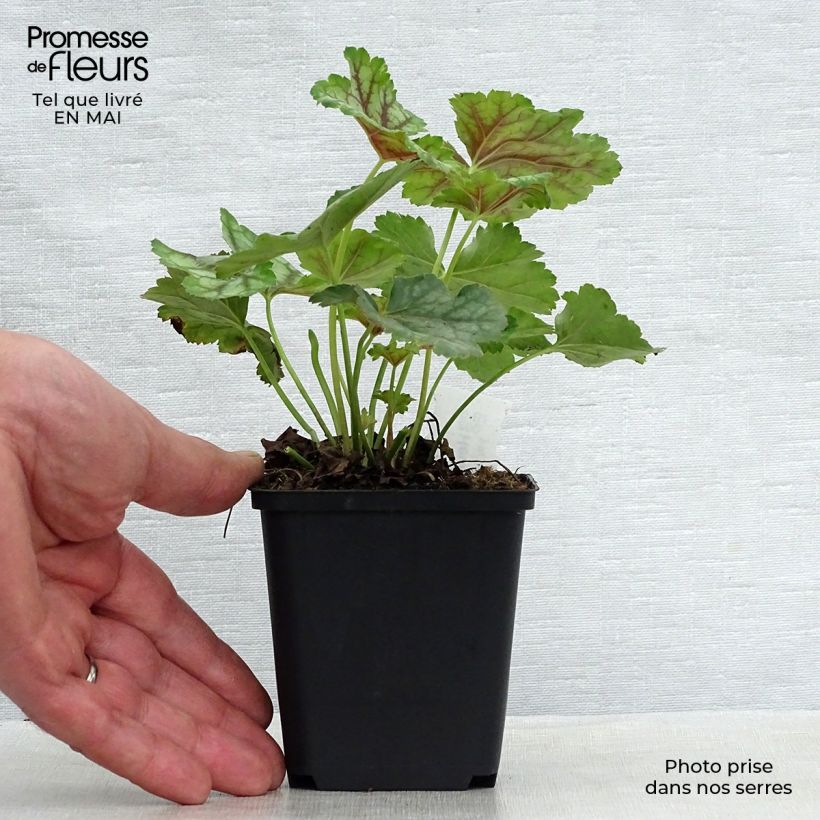 Example of Heuchère - Heuchera americana Birkin Godet de 8/9 cm as you get in printemps