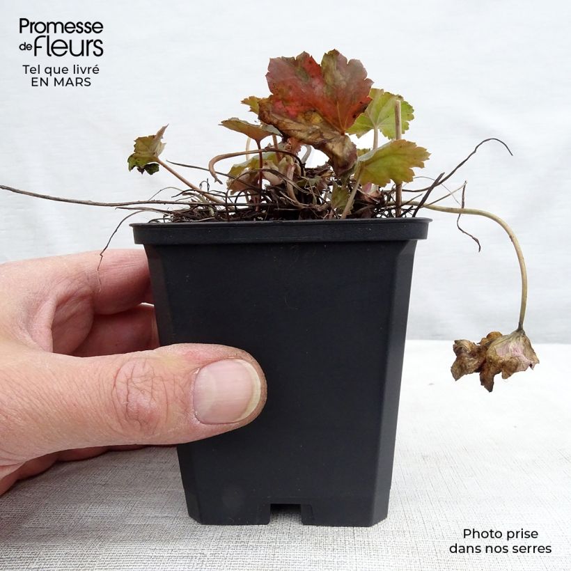 Example of Heuchère - Heuchera americana Dales Strain Godet de 8/9 cm as you get in printemps