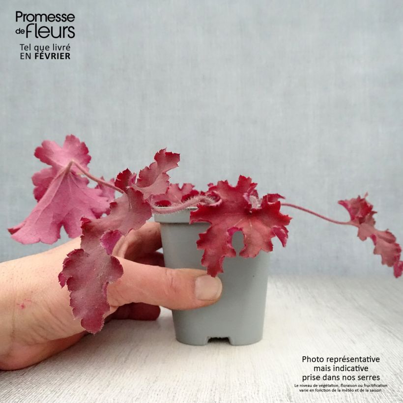 Spécimen de Heuchère - Heuchera Indian Summer Cranberry Godet de 8/9 cm tel que livré en hiver