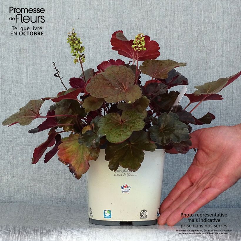Spécimen de Heuchère - Heuchera Little Cutie Blondie Pot de 2L/3L tel que livré en automne
