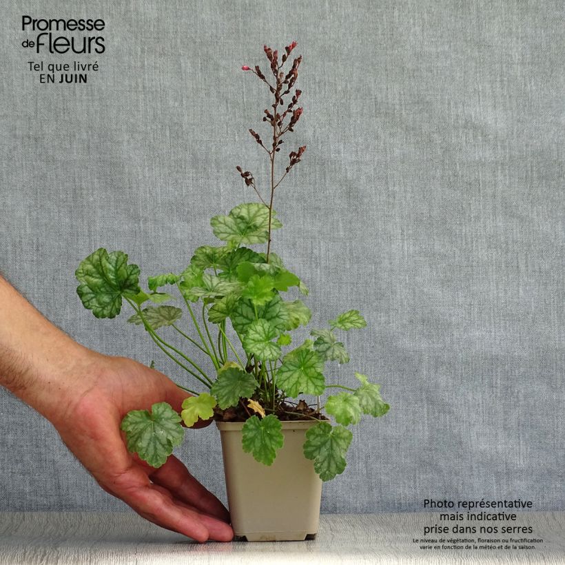 Spécimen de Heuchère - Heuchera Paris Godet de 8/9 cm tel que livré en été