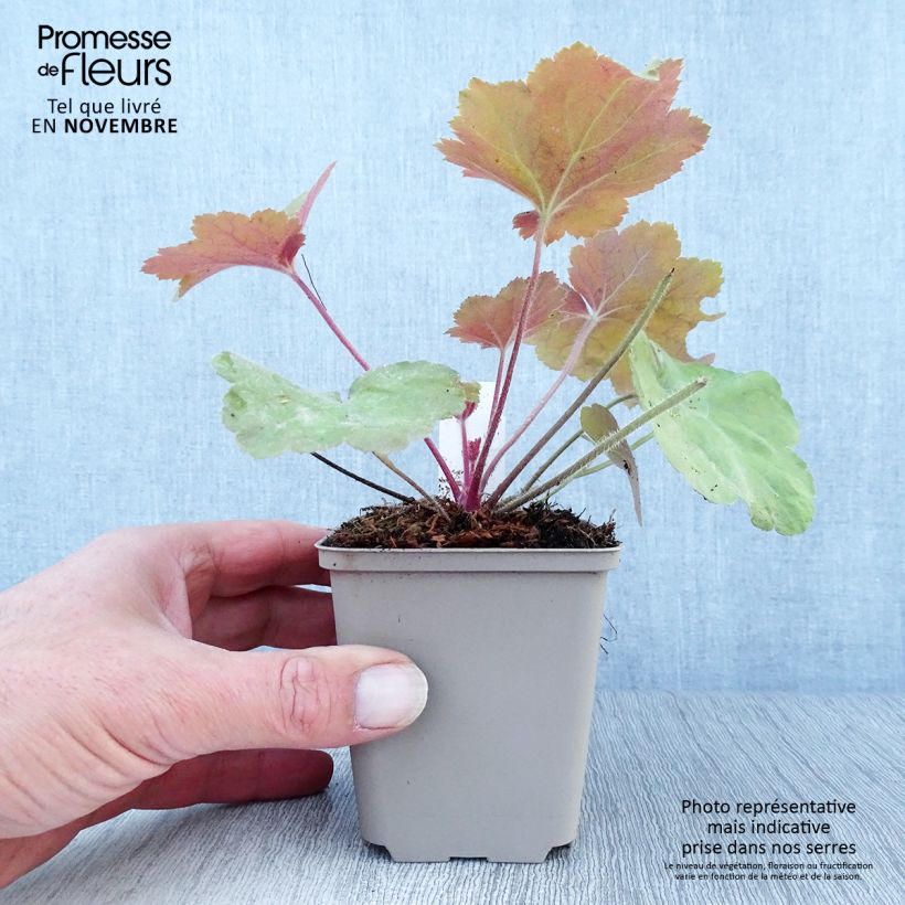 Spécimen de Heuchère - Heuchera Southern Comfort Godet de 8/9 cm tel que livré en automne