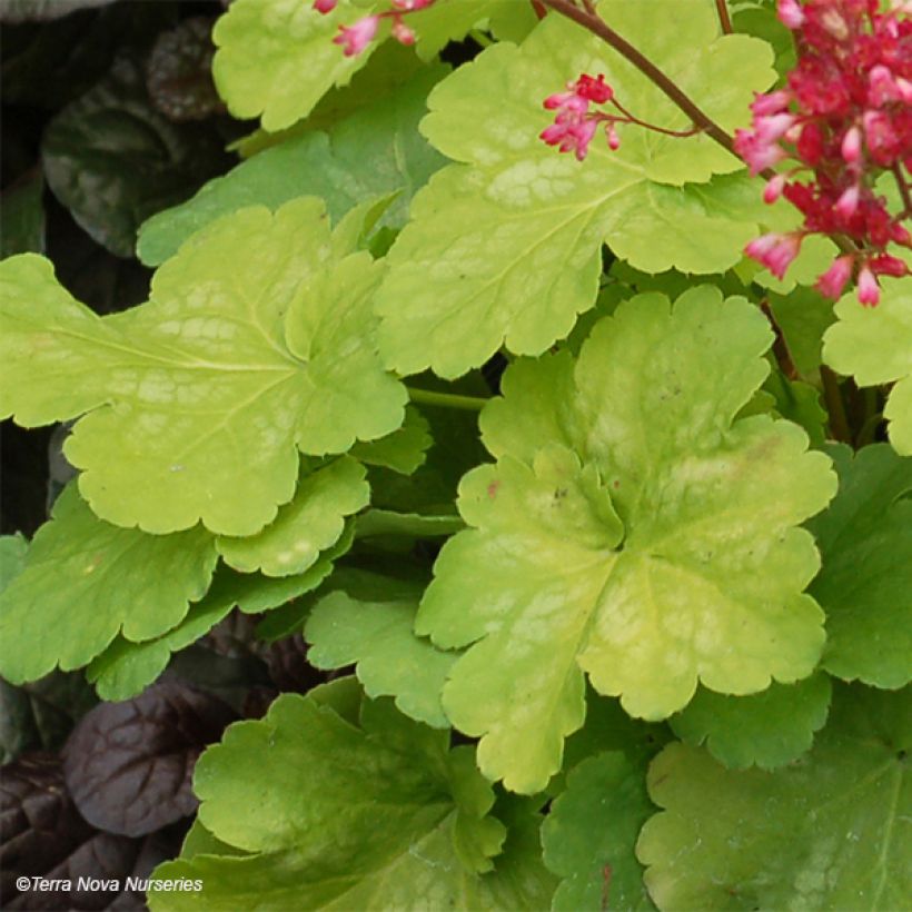 Heuchera Little Cuties Sweet Tart (Foliage)