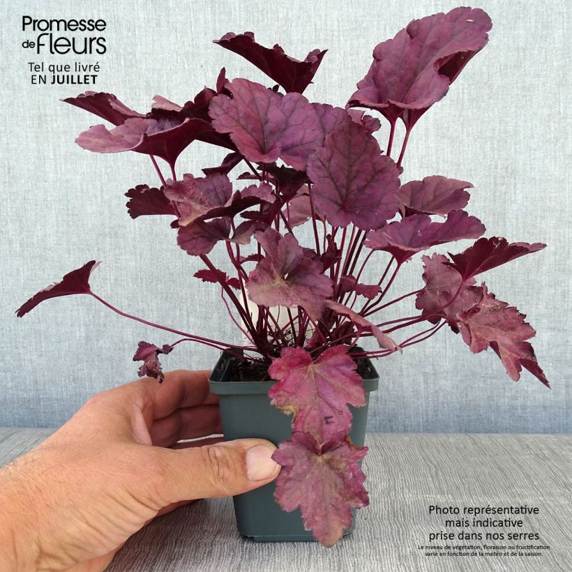 Spécimen de Heuchère - Heuchera Wildberry Godet de 8/9 cm tel que livré en été