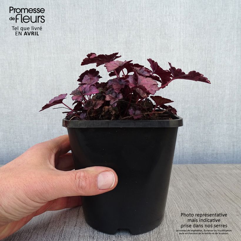 Example of Heuchère Wildberry Pot de 1,5L/2L as you get in printemps