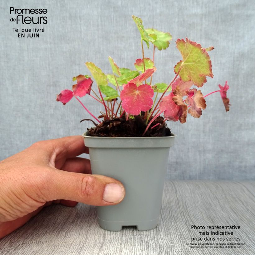 Spécimen de Heuchère - Heuchera sanguinea Leuchtkäfer Godet de 8/9 cm tel que livré en été