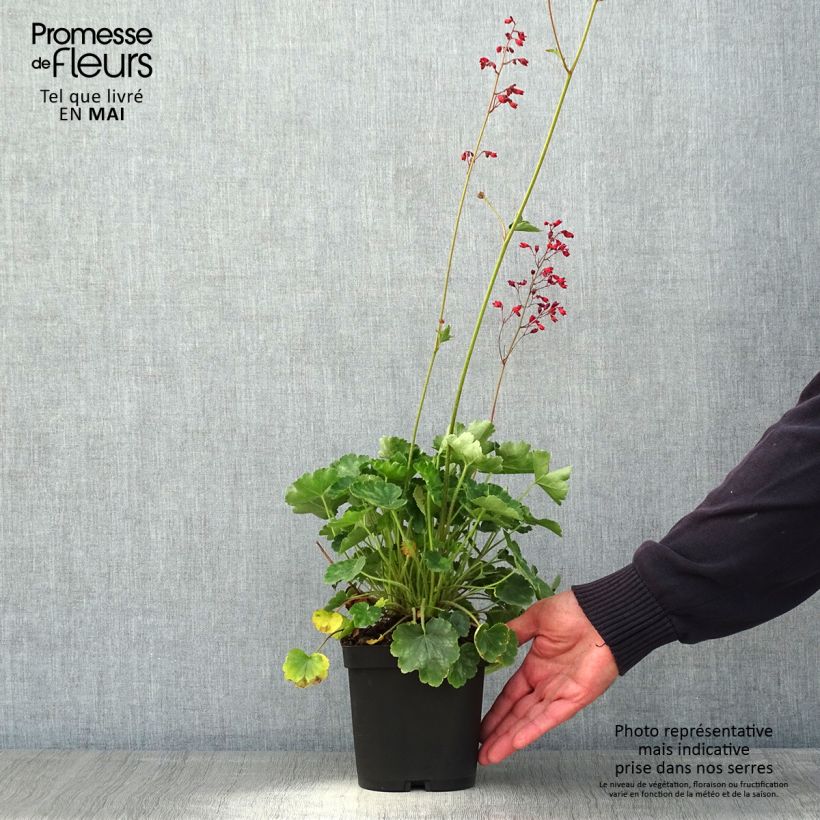 Spécimen de Heuchère rouge sang - Heuchera sanguinea Leuchtkäfer Pot de 2L/3L tel que livré au printemps