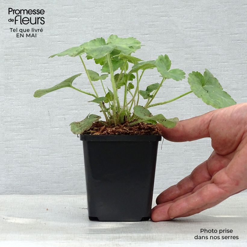 Spécimen de Heuchère rouge sang - Heuchera sanguinea Leuchtkäfer Godet de 8/9 cm tel que livré au printemps