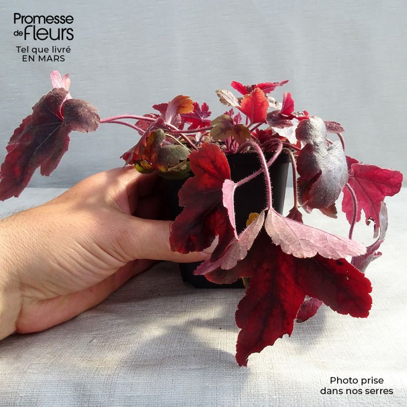 Example of Heucherella Brass Lantern® Godet de 8/9 cm as you get in printemps