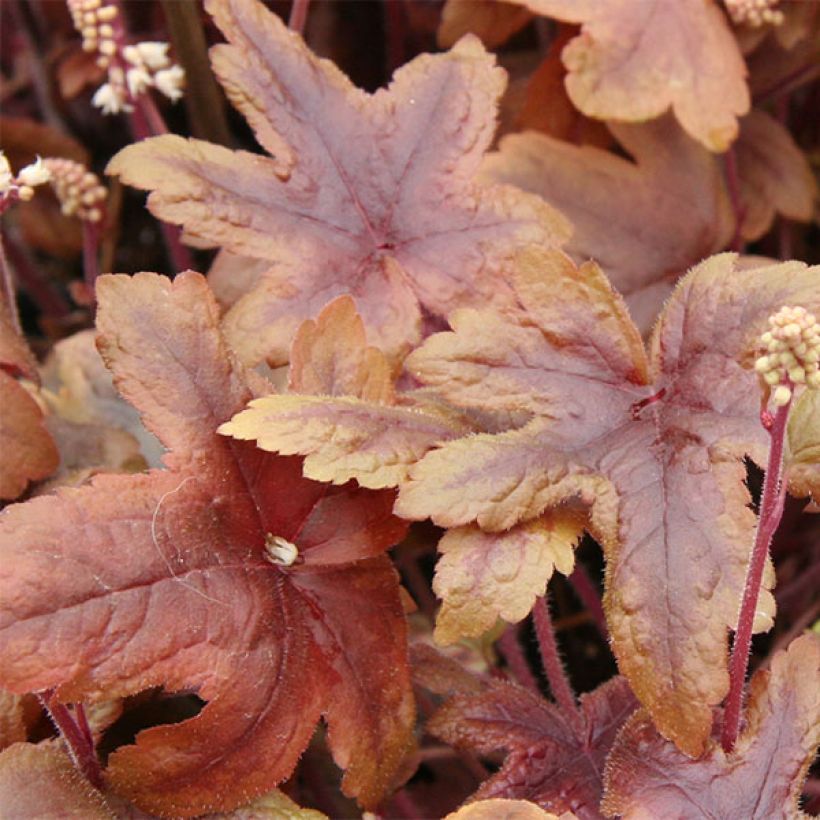Heucherella Brass Lantern® (Foliage)