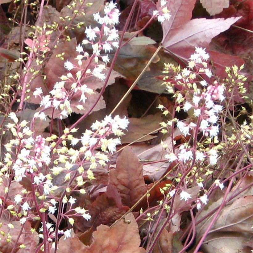 Heucherella Brass Lantern® (Flowering)