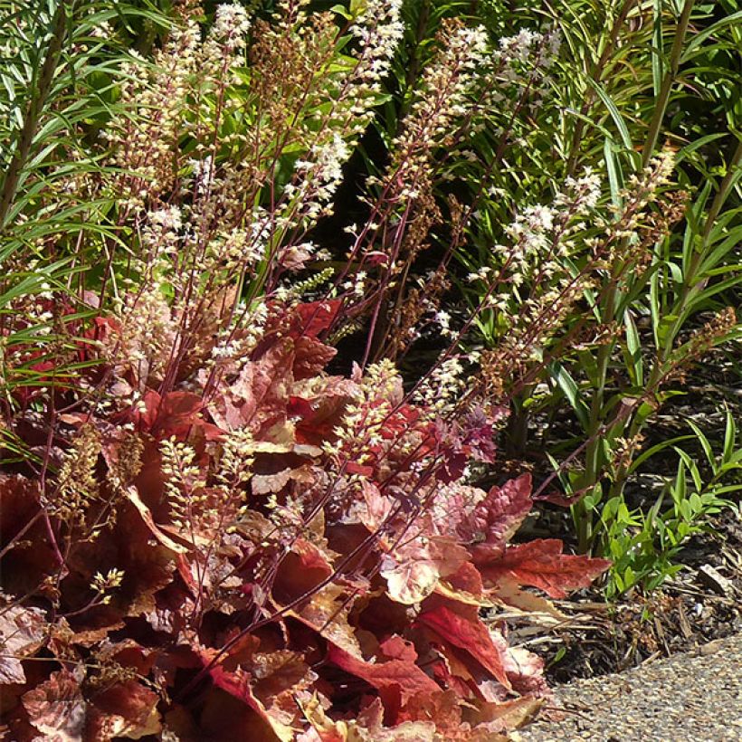 Heucherella Brass Lantern® (Plant habit)