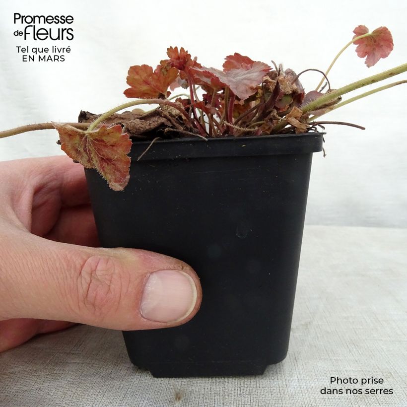 Example of Heucherella Copper Cascade Godet de 8/9 cm as you get in printemps