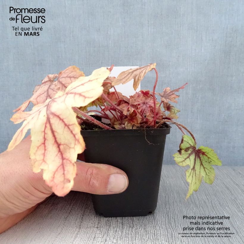 Example of Heucherella Eye Spy Godet de 8/9 cm as you get in printemps