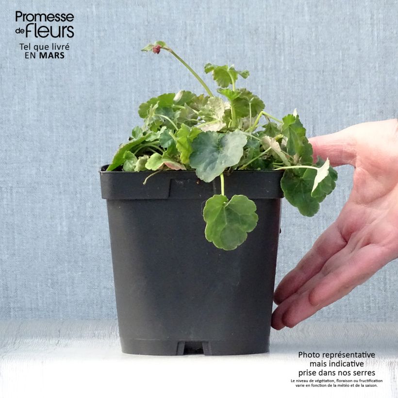 Spécimen de Heucherella Honey Rose Pot de 2L/3L tel que livré au printemps