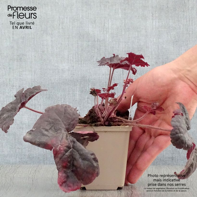 Example of Heucherella Onyx Godet de 8/9 cm as you get in printemps
