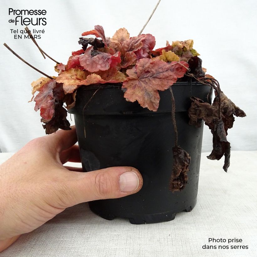 Example of Heucherella Redstone Fall Pot de 2L/3L as you get in printemps