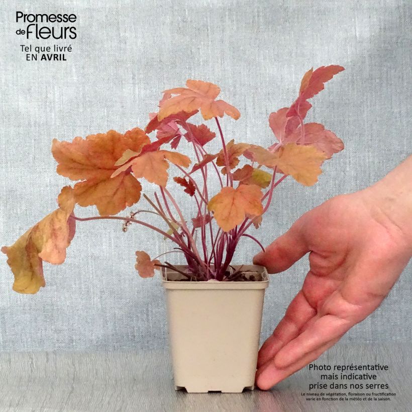 Example of Heucherella Redstone Fall Godet de 8/9 cm as you get in printemps