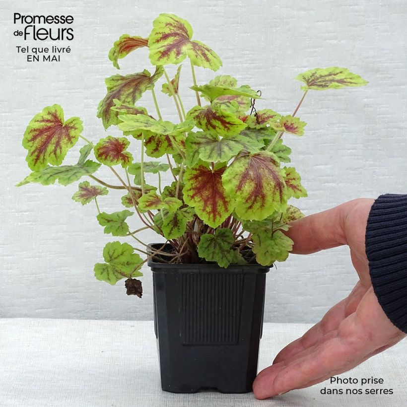 Example of Heucherella Solar Eclipse Godet de 8/9 cm as you get in printemps