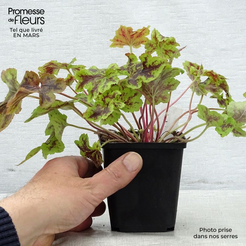 Example of Heucherella Solar Power Godet de 8/9 cm as you get in printemps
