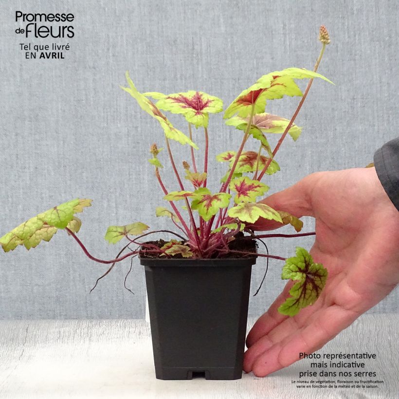 Example of Heucherella Stoplight Godet de 8/9 cm as you get in printemps