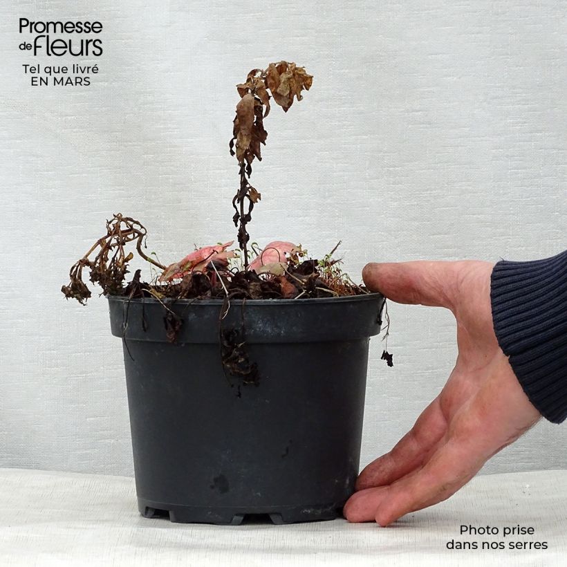 Example of Heucherella Stoplight Pot de 2L/3L as you get in printemps
