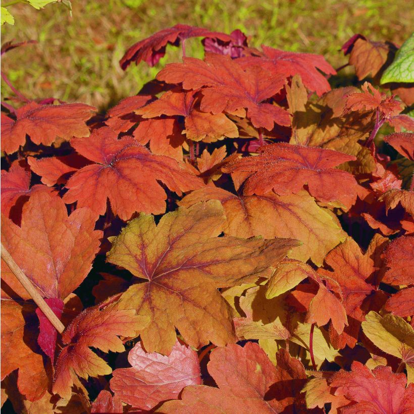 Heucherella Sweet Tea (Foliage)