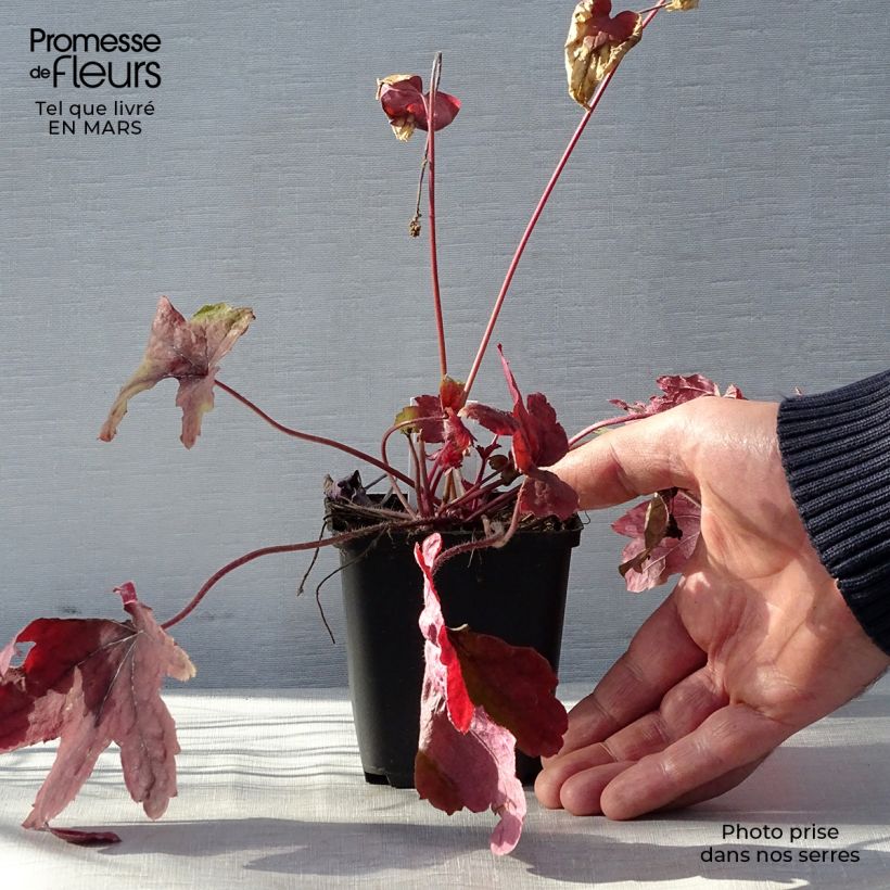 Example of Heucherella Sweet Tea Godet de 8/9 cm as you get in printemps