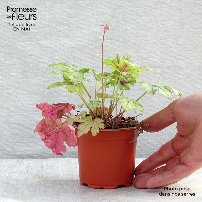 Example of Heucherella Tapestry Godet de 8/9 cm as you get in printemps