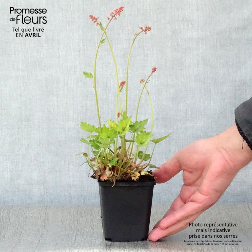 Example of Heucherella alba Bridget Bloom Godet de 8/9 cm as you get in printemps