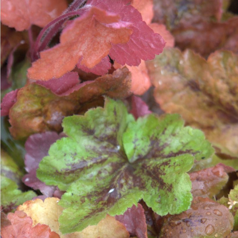 Heucherella Redstone Fall (Foliage)
