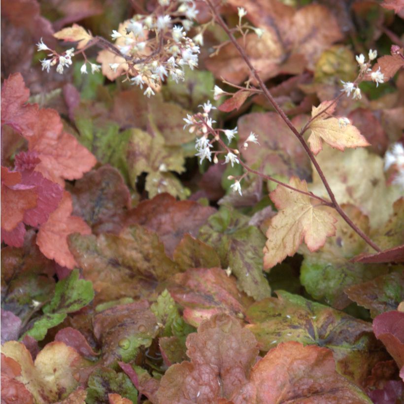 Heucherella Redstone Fall (Flowering)