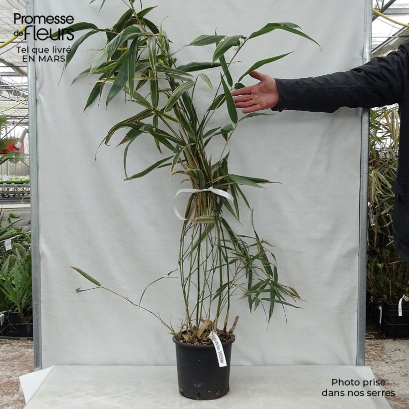 Example of Hibanobambusa tranquillans Shiroshima - Petit bambou Pot de 4L/5L as you get in printemps