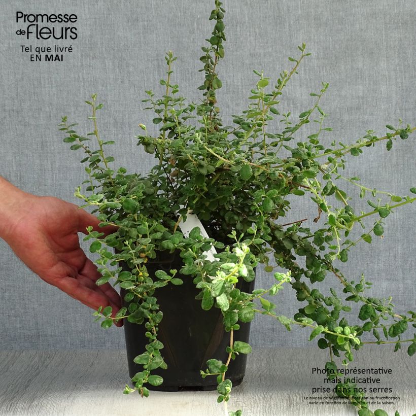 Spécimen de Hibbertia aspera - Fleur de Guinée Pot de 4L/5L tel que livré au printemps