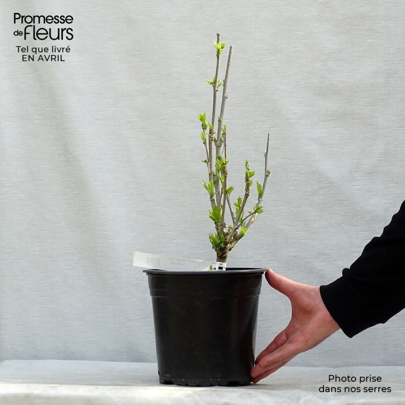 Example of Hibiscus French Cabaret Purple - Althéa double violette Pot de 3L/4L as you get in printemps