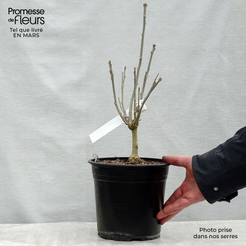 Example of Hibiscus French Cabaret Red - Althéa double rouge foncé Pot de 3L/4L as you get in printemps