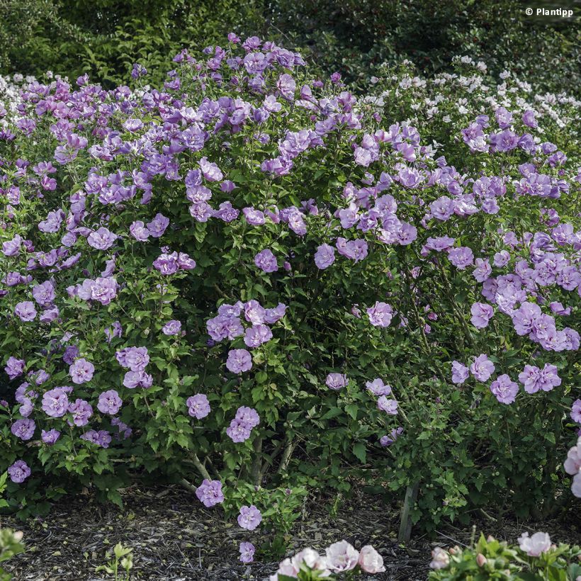 Hibiscus syriacus Lavender Chiffon - Althéa rose (Plant habit)