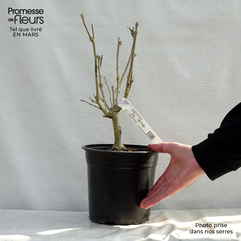 Example of Hibiscus Pink Giant - Althéa rose à coeur rouge Pot de 4L/5L as you get in printemps