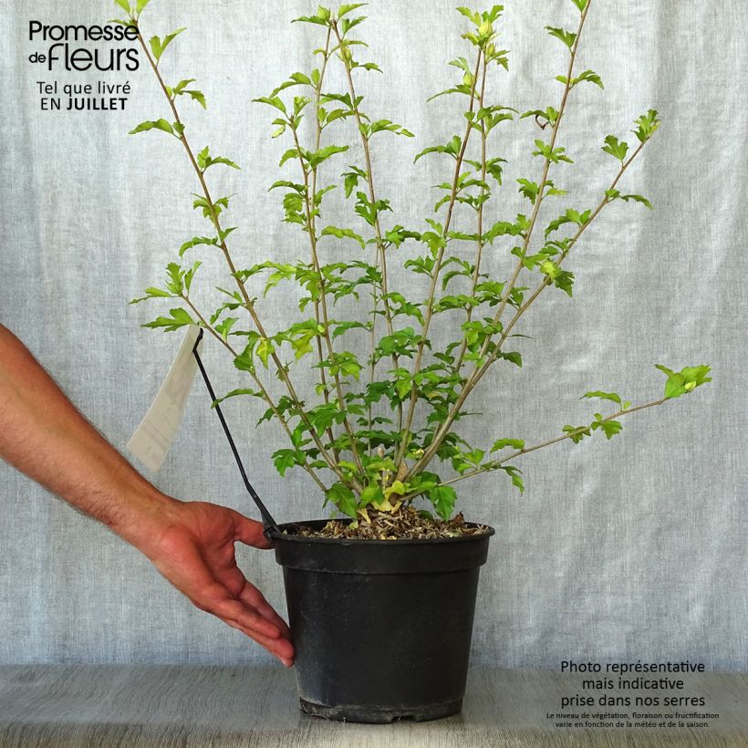 Spécimen de Hibiscus Pink Giant - Althéa rose à coeur rouge Pot de 4L/5L tel que livré en été