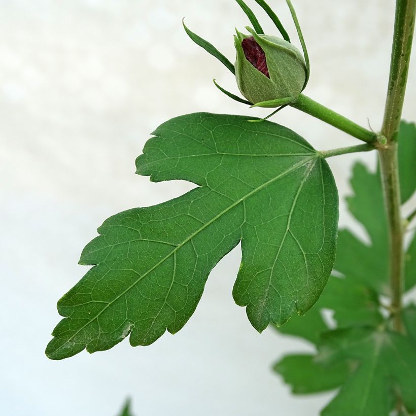 Hibiscus Pink Giant - Althéa rose à coeur rouge (Foliage)