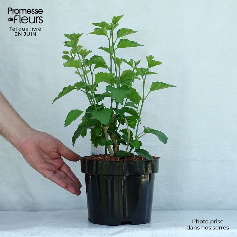 Spécimen de Hibiscus Rose Moon - Althéa rose à coeur rouge Pot de 3L/4L tel que livré en été