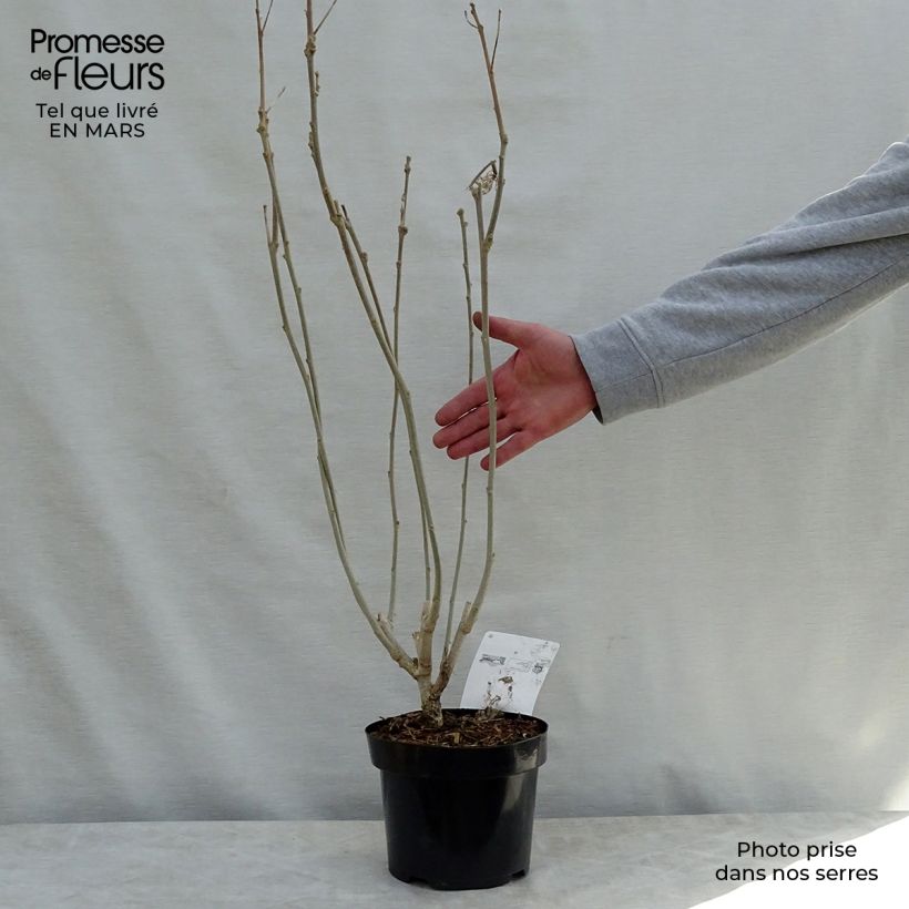 Example of Hibiscus Rose Moon - Althéa rose à coeur rouge Pot de 3L/4L as you get in printemps