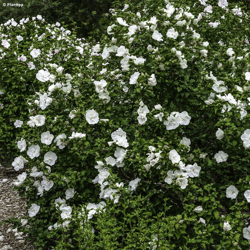Hibiscus syriacus White Chiffon - Althéa blanc double (Plant habit)