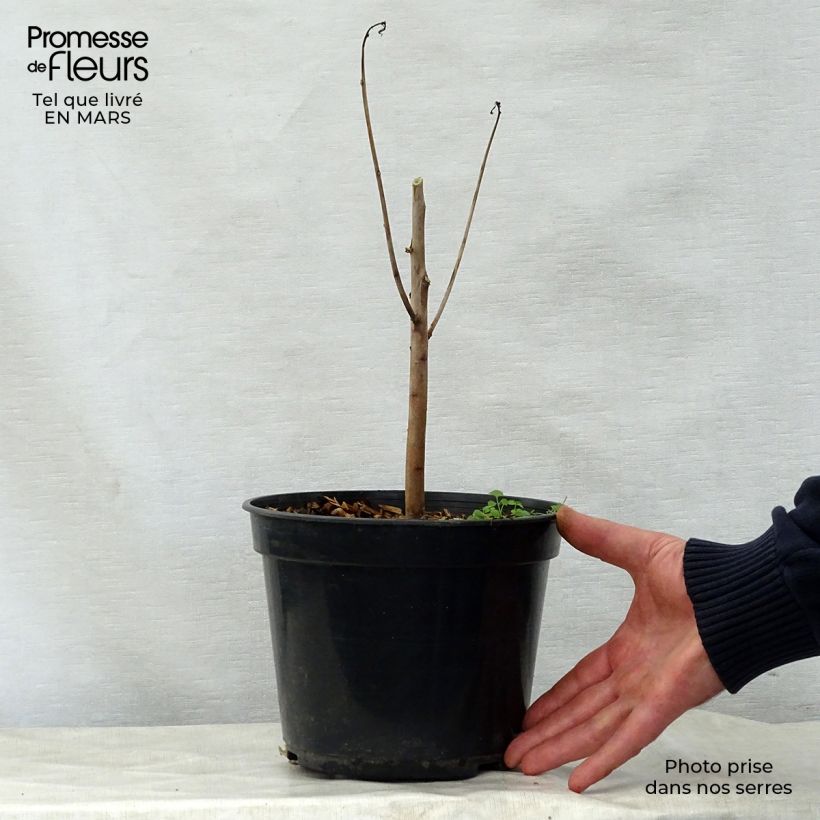 Example of Hibiscus coccineus - Ketmie écarlate - Étoile du Texas. Pot de 4L/5L as you get in printemps