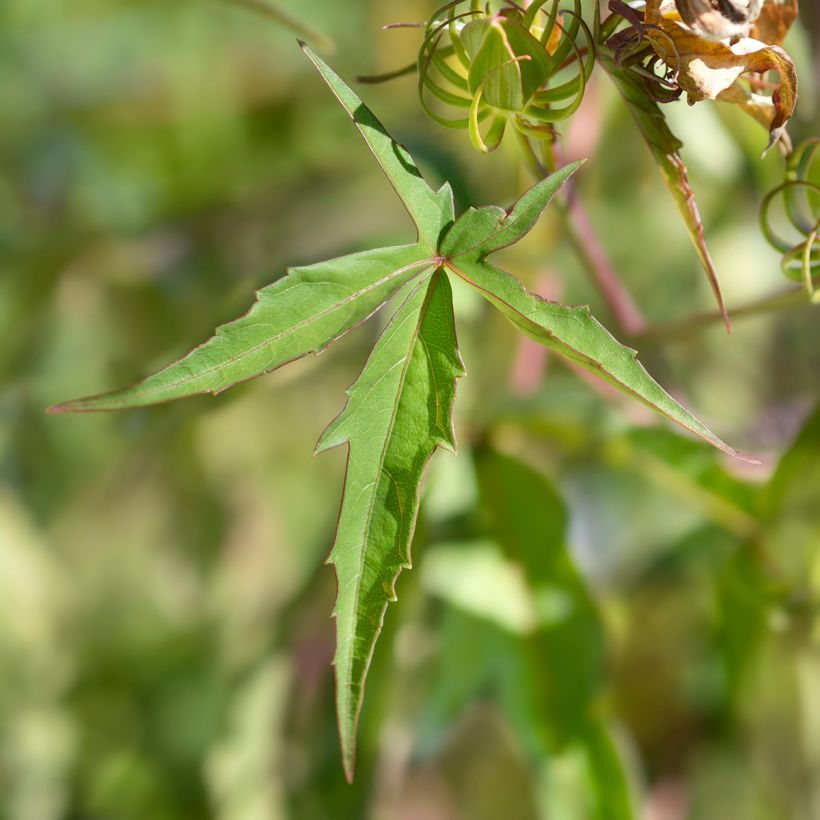 Hibiscus coccineus - Ketmie écarlate - Étoile du Texas. (Foliage)