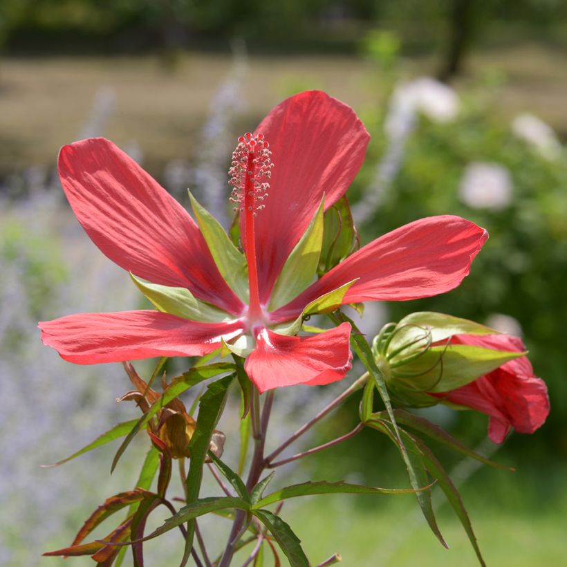 Hibiscus coccineus - Ketmie écarlate - Étoile du Texas. (Flowering)