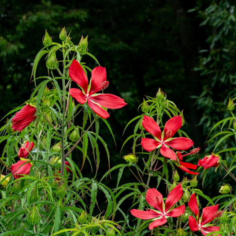 Hibiscus coccineus - Ketmie écarlate - Étoile du Texas. (Plant habit)