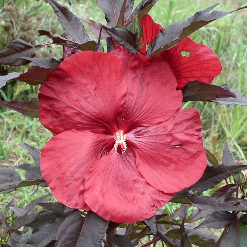 Hibiscus moscheutos Geant Red - Hibiscus des marais (Flowering)