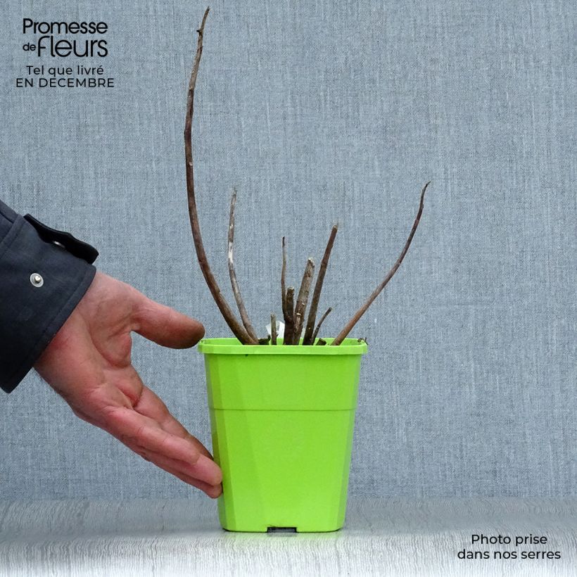 Spécimen de Hibiscus moscheutos Joli Coeur - Hibiscus des marais Pot de 1L/1,5L tel que livré en hiver