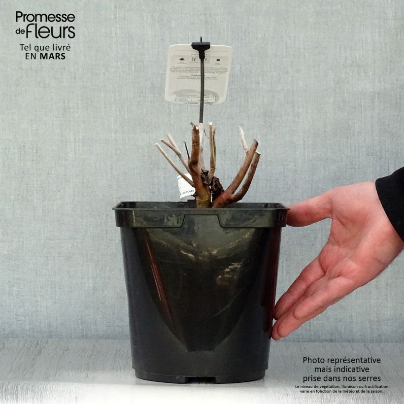 Example of Hibiscus moscheutos Midnight Marvel - Hibiscus des marais Pot de 3L/4L as you get in printemps